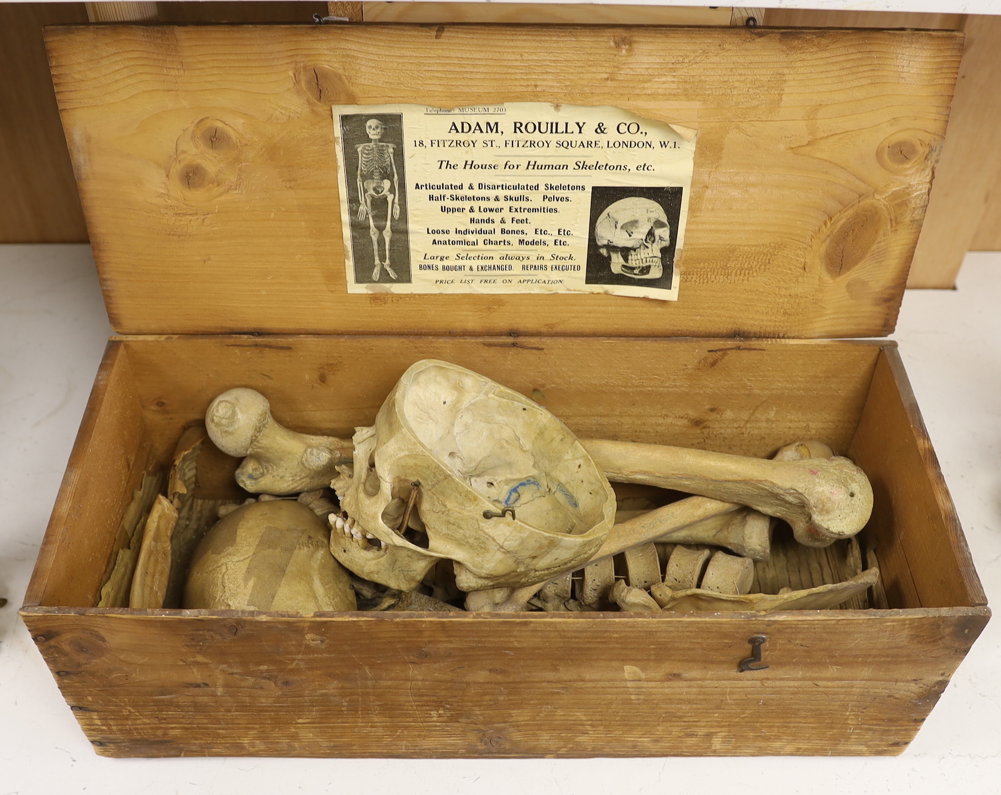 An early 20th century human half-skeleton, in original retailer's box of Adam Rouilly & Co., 18 Fitzroy St London W1 (may not be complete)